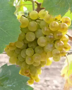 Albarín Blanco
